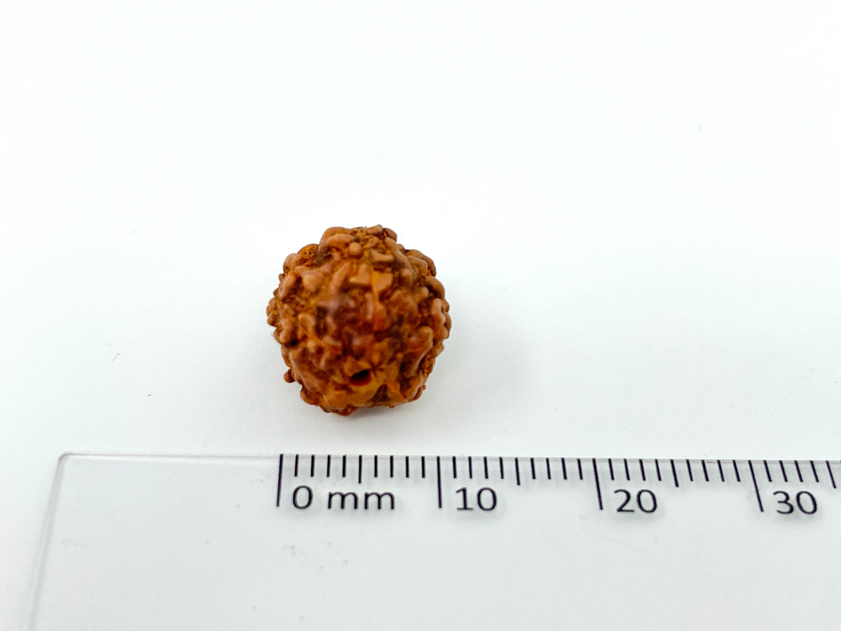 Rudraksha Seed Guru Beads